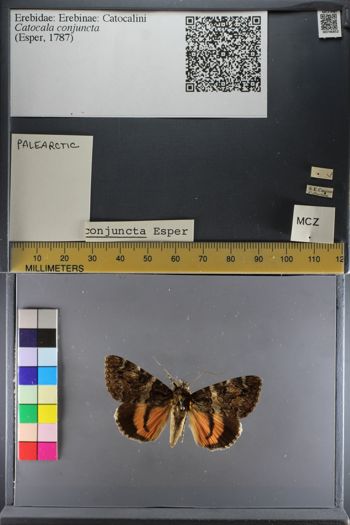 Media type: image;   Entomology 746852